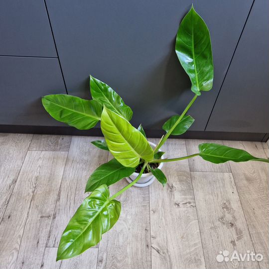 Филодендрон, эпипремнум, сциндапсус