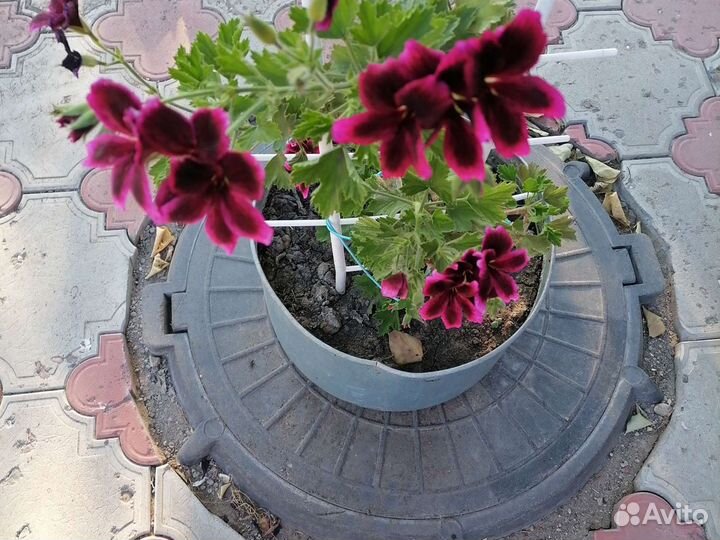 Царская герань