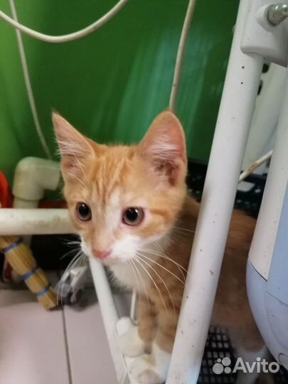 Рыжий котенок в добрые руки