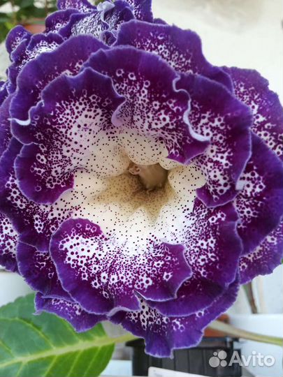 Лист глоксинии укорененный, детки