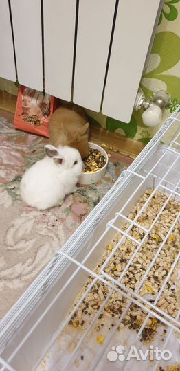 Декоративные кролики