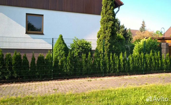 Туя смарагд