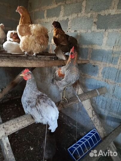 Молодые петушки