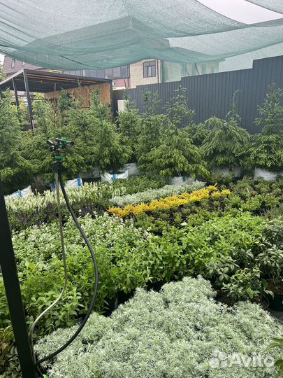 Большой выбор многолетников