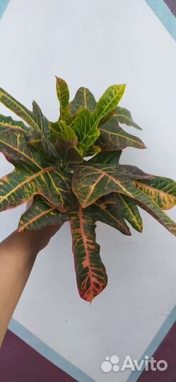 Сортовые фикусы