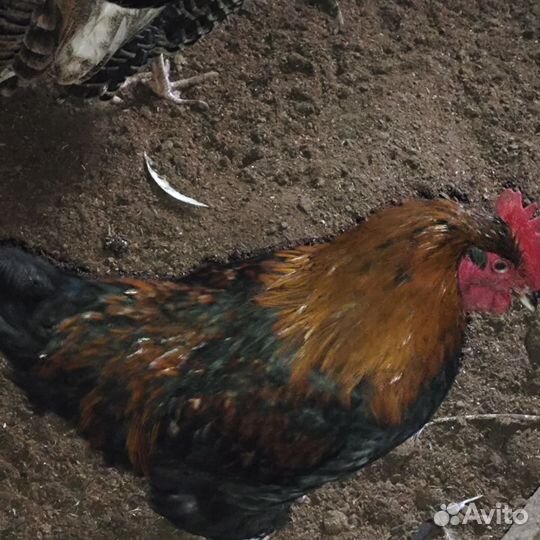 Петухи порода Маран черные