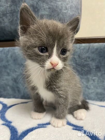 Котята бесплатно