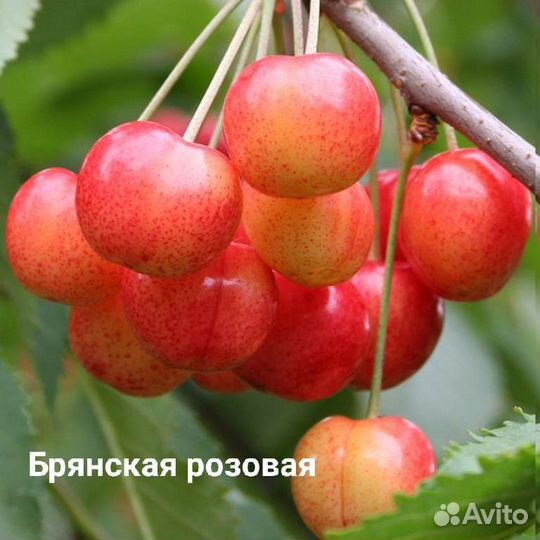 Черешня разные сорта зкс