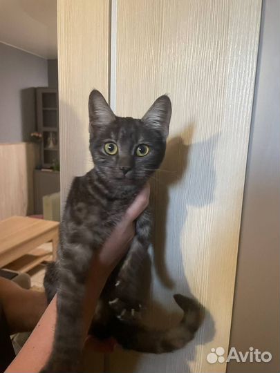 Кошечка в добрые руки