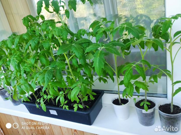 Рассада помидоров