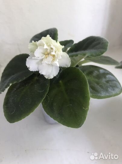 Фиалка сортовая