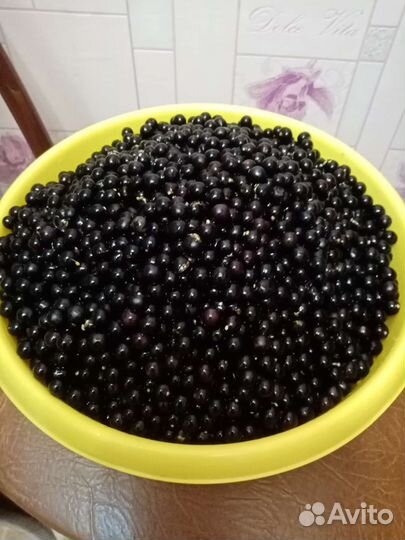 Паслён вкус детства