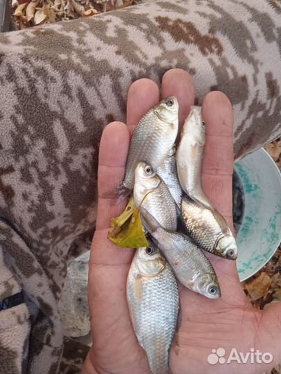 Карась живец