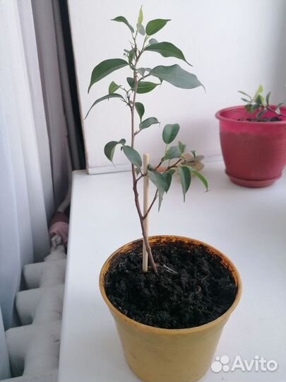 Бенджамина