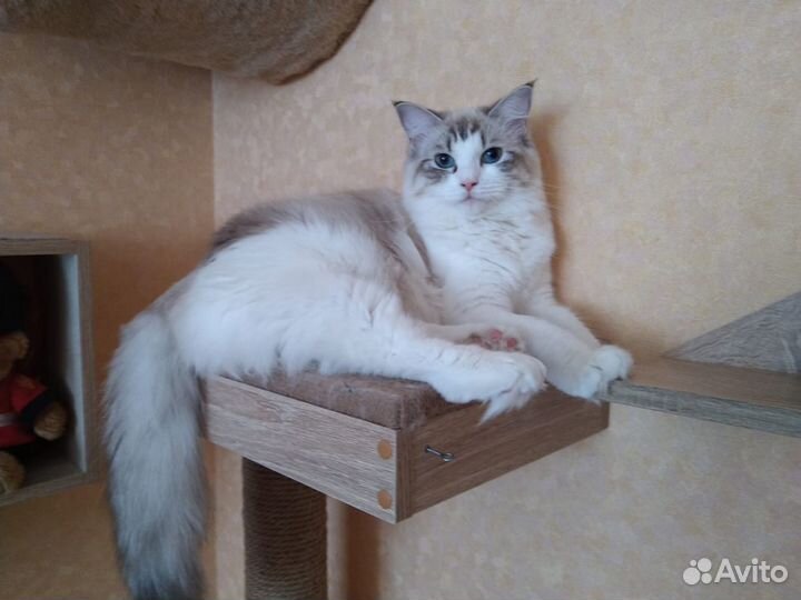 Котята рэгдолл. Котёнок. Девочка. Ragdoll