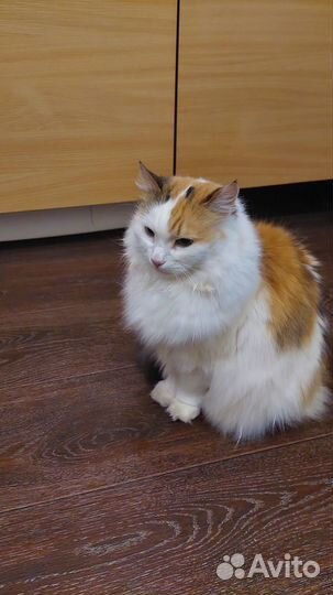 Кошка Дуся