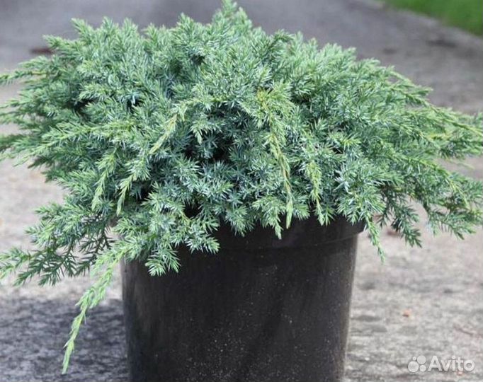 Можжевельник Блю Карпет из питомника с доставкой