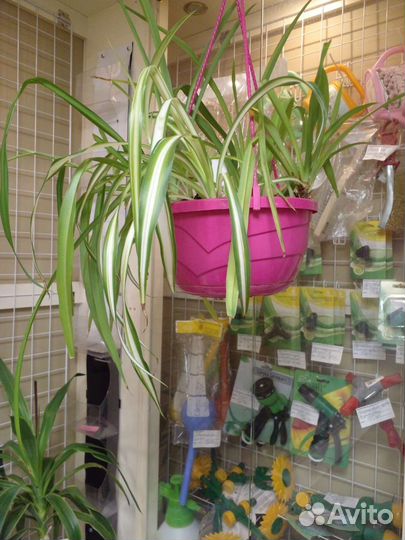 Хлорофитум