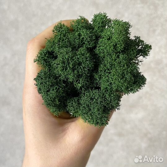 Стабилизированный мох, 1 кг, цвет Тёмно-зелёный