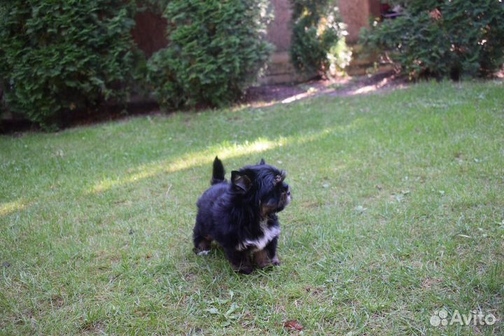 Йоркширский терьер черный