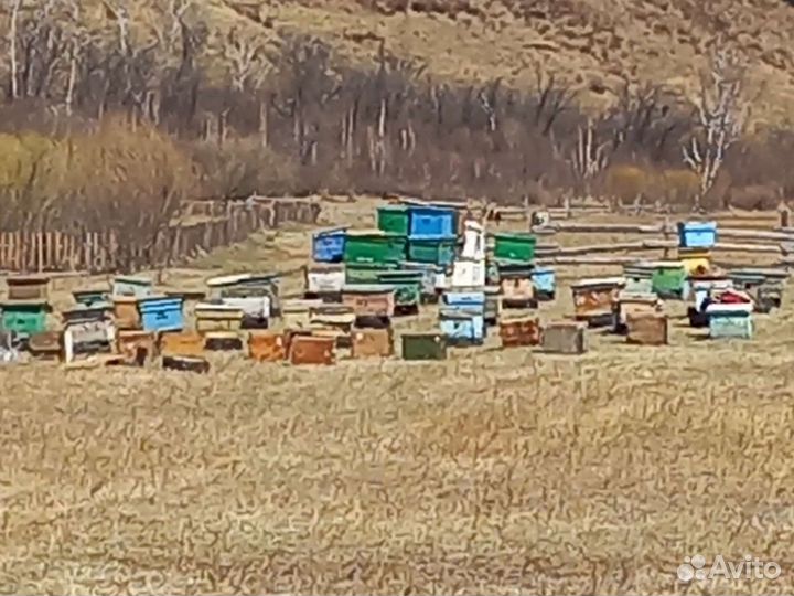 Пчелы, пасека