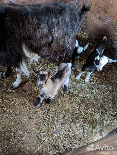 Козлята