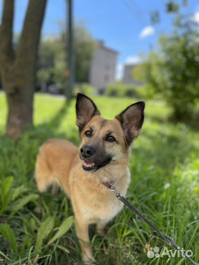 Передержка собак и кошек