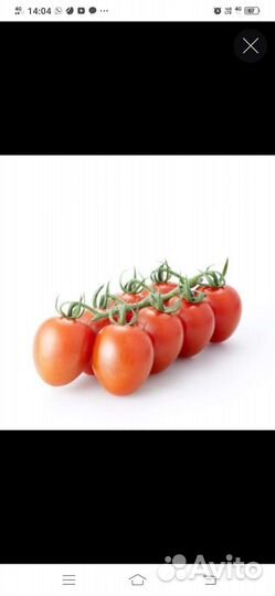 Рассада перца, баклажанов, томатов, капусты, огурц