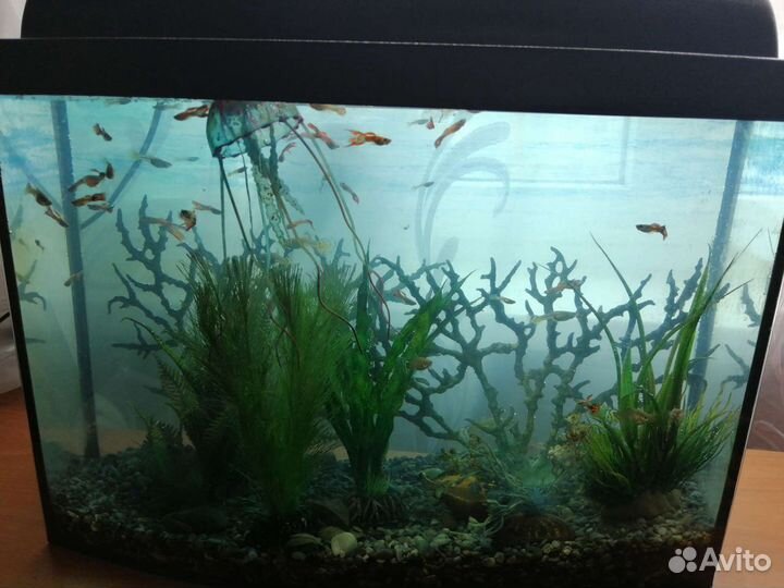 Рыба аквариумная