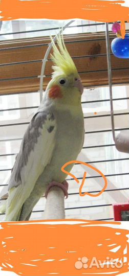 Попугай корелла с клеткой