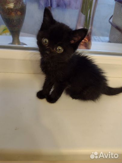 Котята красивые
