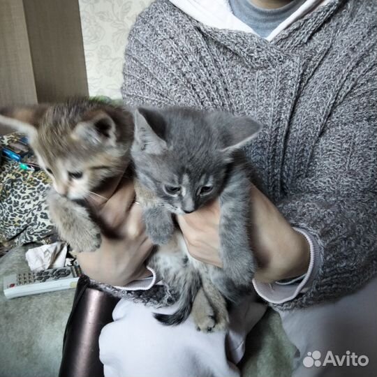 Котята 1,5месяца