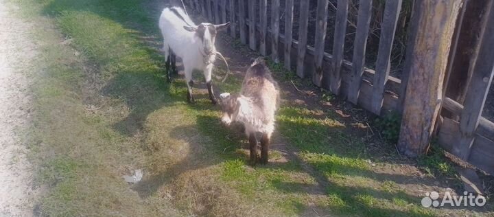 Козел альпийский