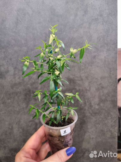 Миртовое дерево, мирт