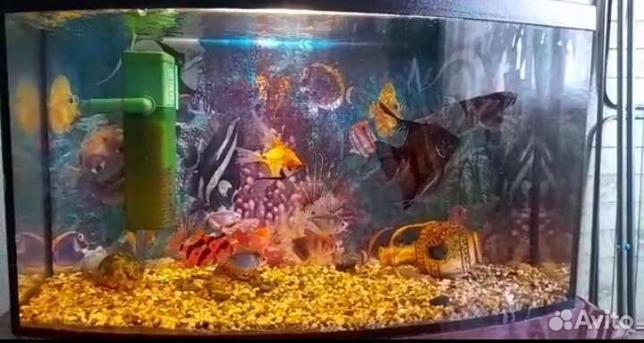 Аквариум (один )