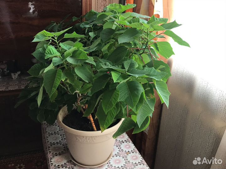 Цветок в горшке