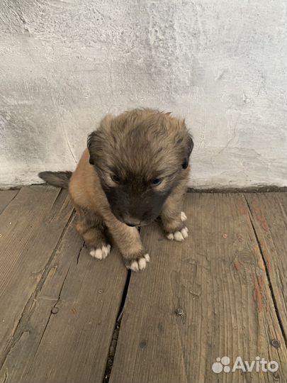 Тувинская овчарка