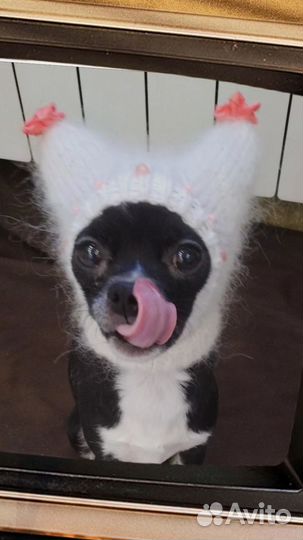 Шапочки для собак