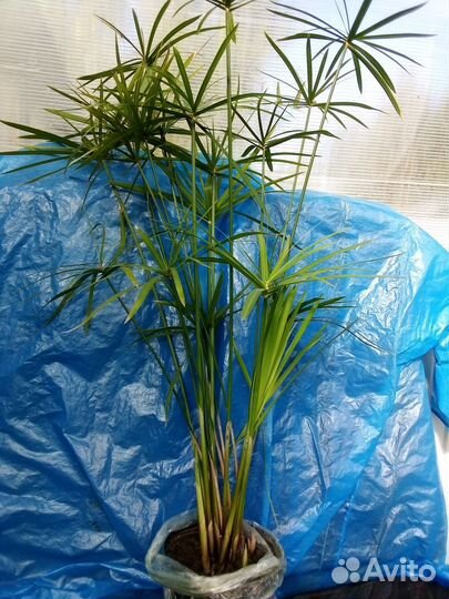 Комнатные цветы