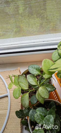 Срезы и укоренённые черенки хойи