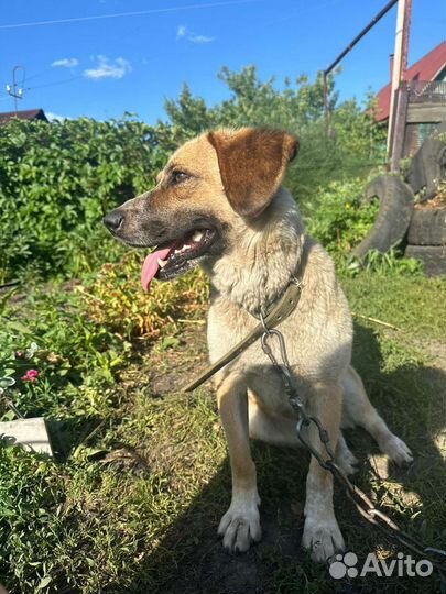 Собака в добрые руки отдам бесплатно