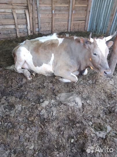 Продажа крс
