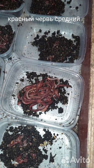 Червь для рыбалки дендробена-опт и розница