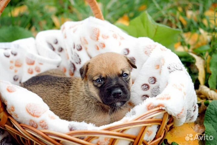 Щенок в добрые руки