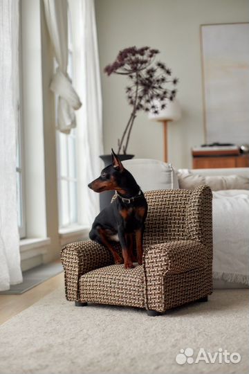 Вязка цвергпинчер