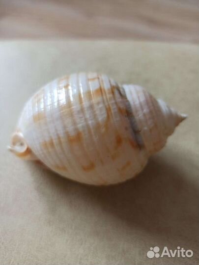 Морская раковина