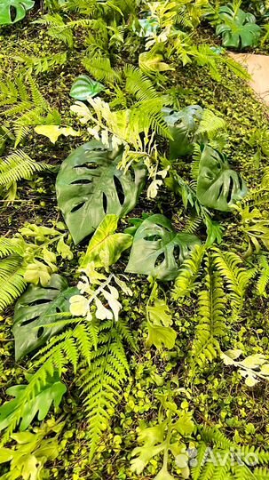 Вертикальное озеленение. Искусственная ряска