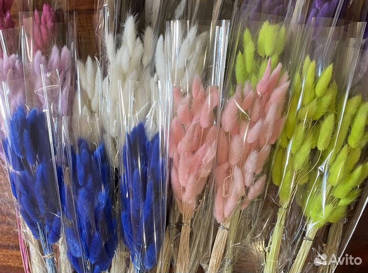 Сухоцветы лагурус