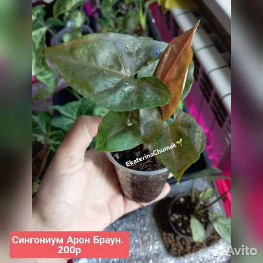 Фикусы, филодендрон, сингониумы