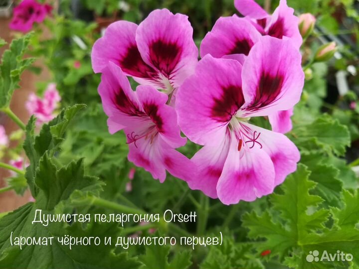 73 сорта душистых пеларгоний (55 ароматов)